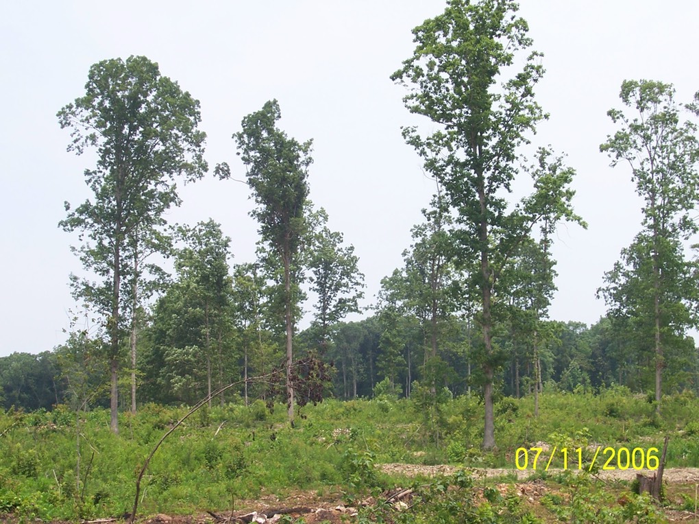 clear cut with 1 hardwood remaining spaced 100'